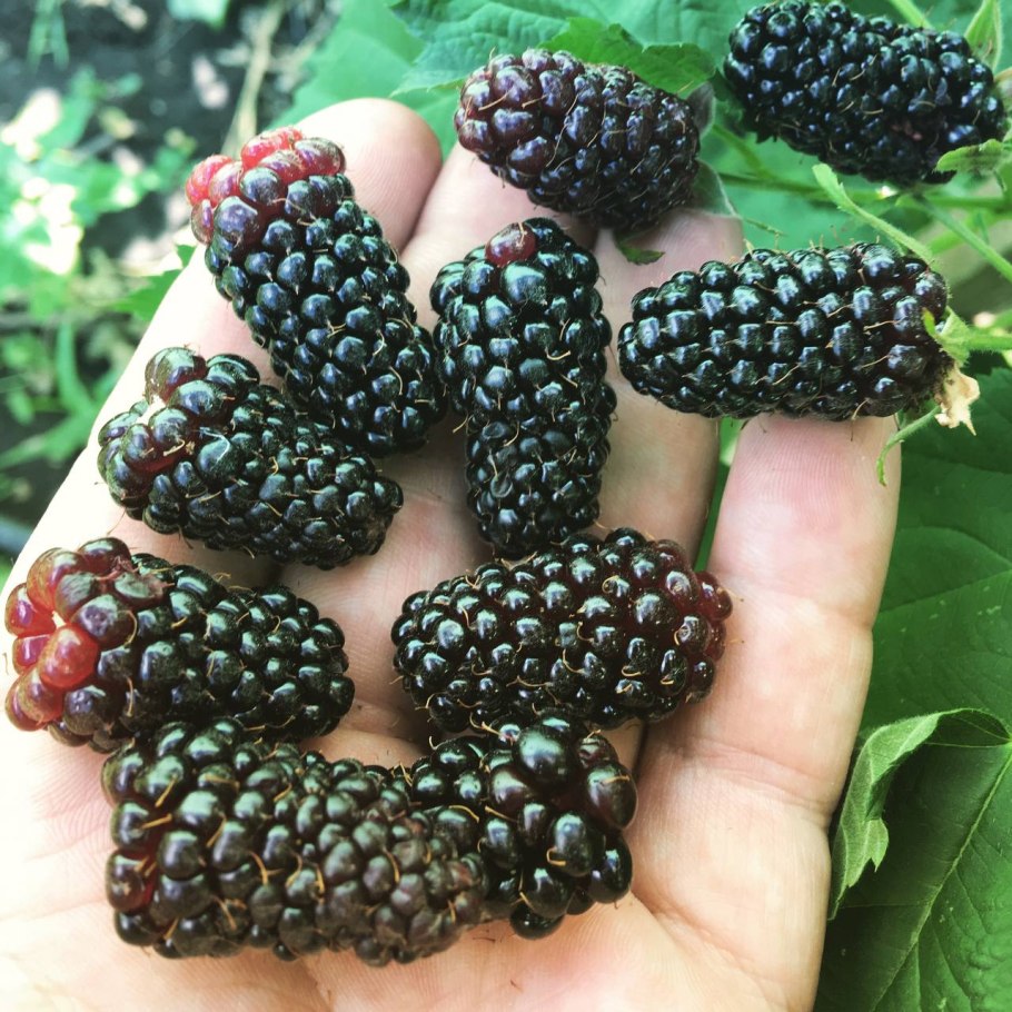 Ежевика Бжезина (с2)