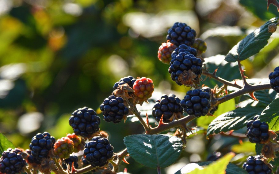 Ежевика вязолистная