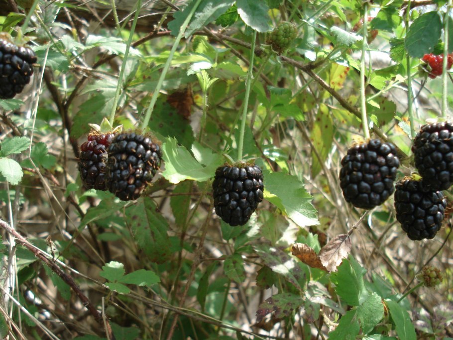 Лесная ягода куманика