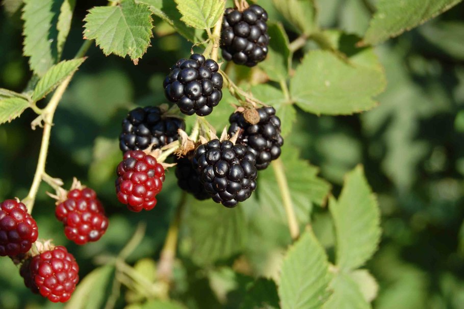 Ежевика в Туркменистане