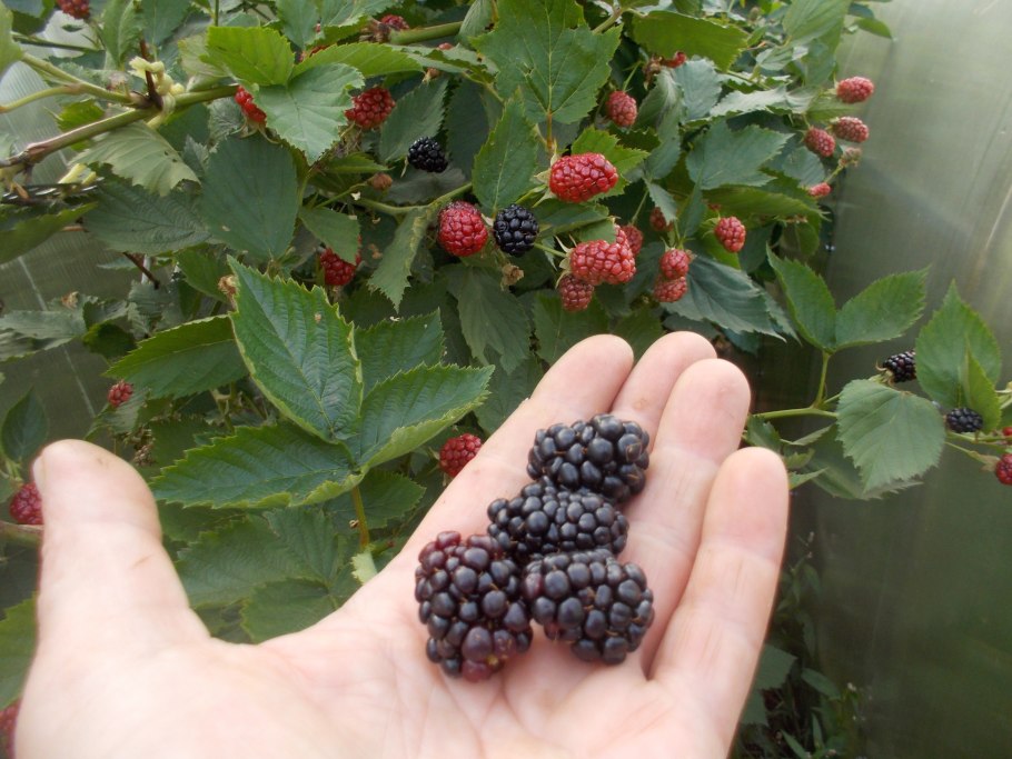 Черная вытянутая ягода