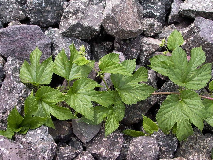 Ежевика дерево