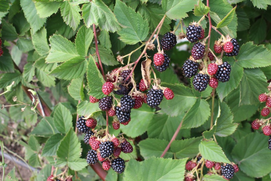 Ежевика несская, или куманика - Rubus nessensis
