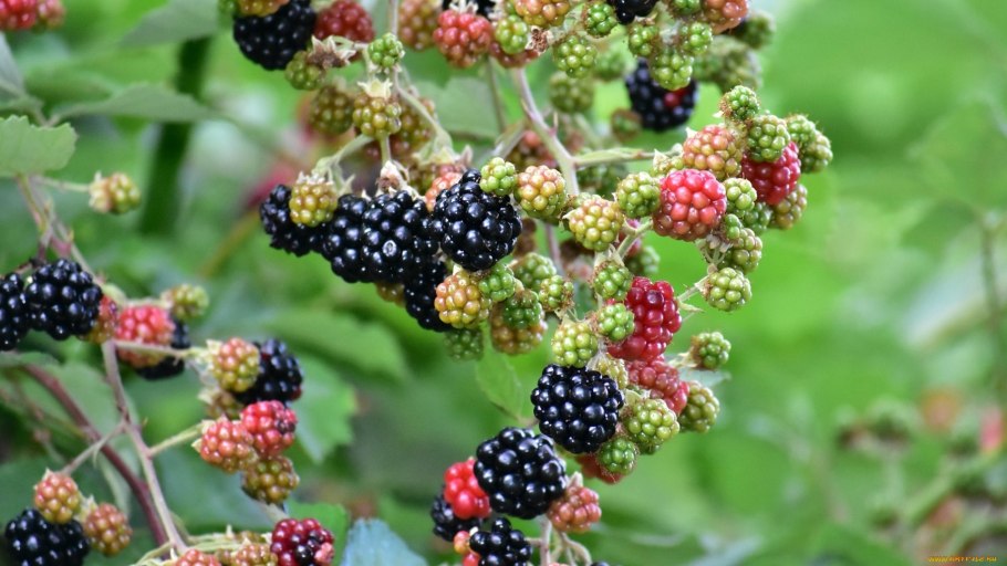 Лесная ягода куманика