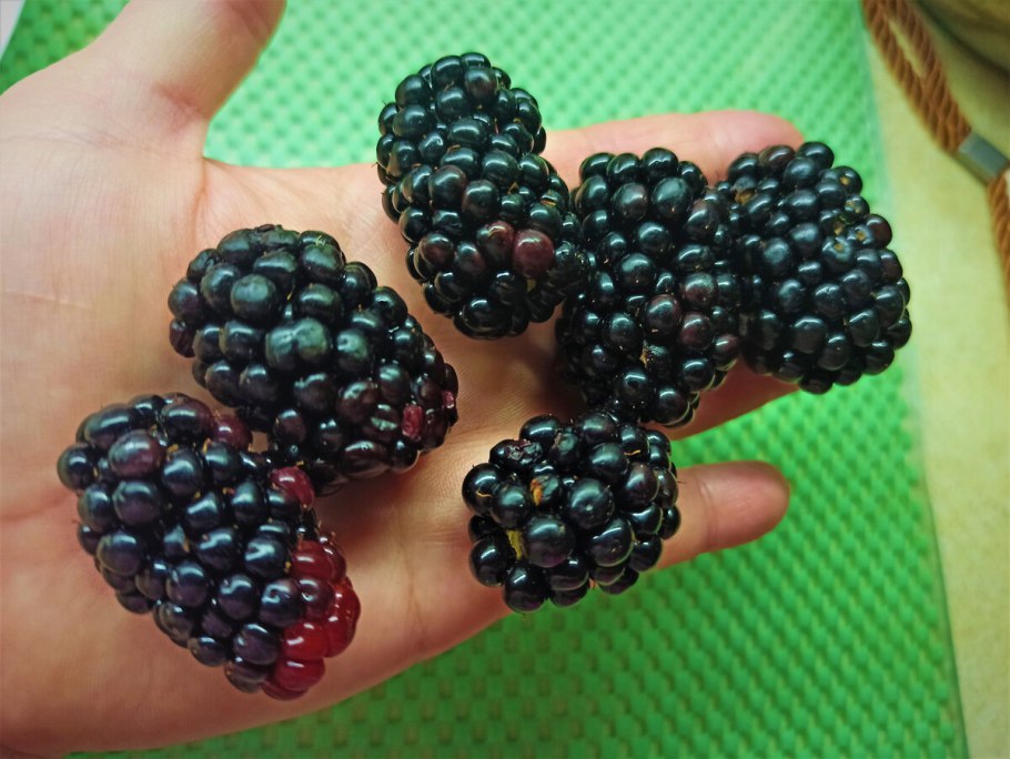 Ежевика кустистая плодовые кустарники