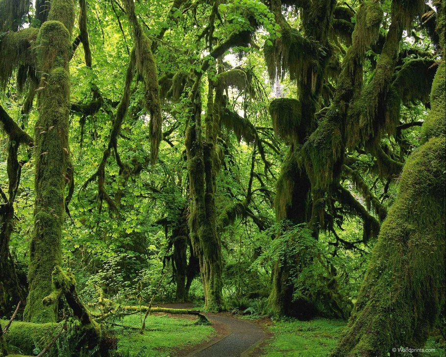 Флора экваториального пояса