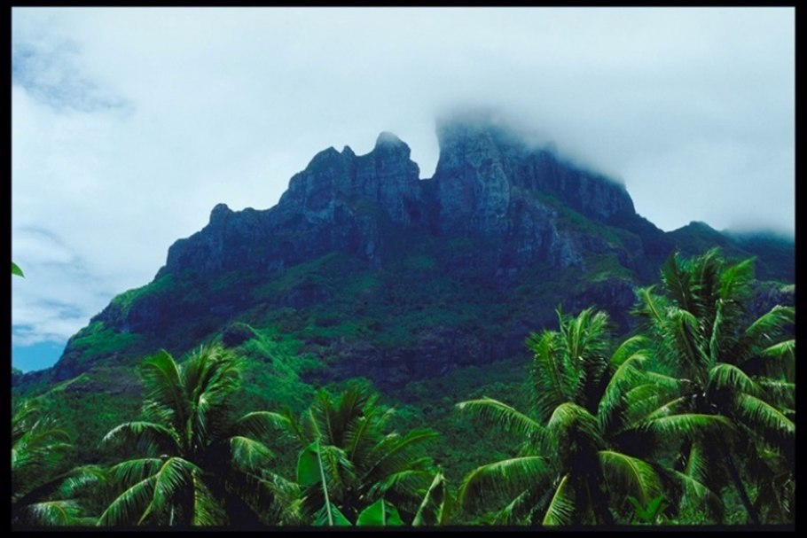 Вечнозеленые тропические леса Конго