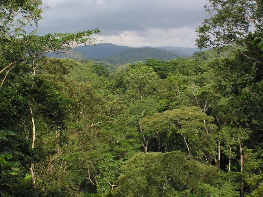 Тропические леса конго