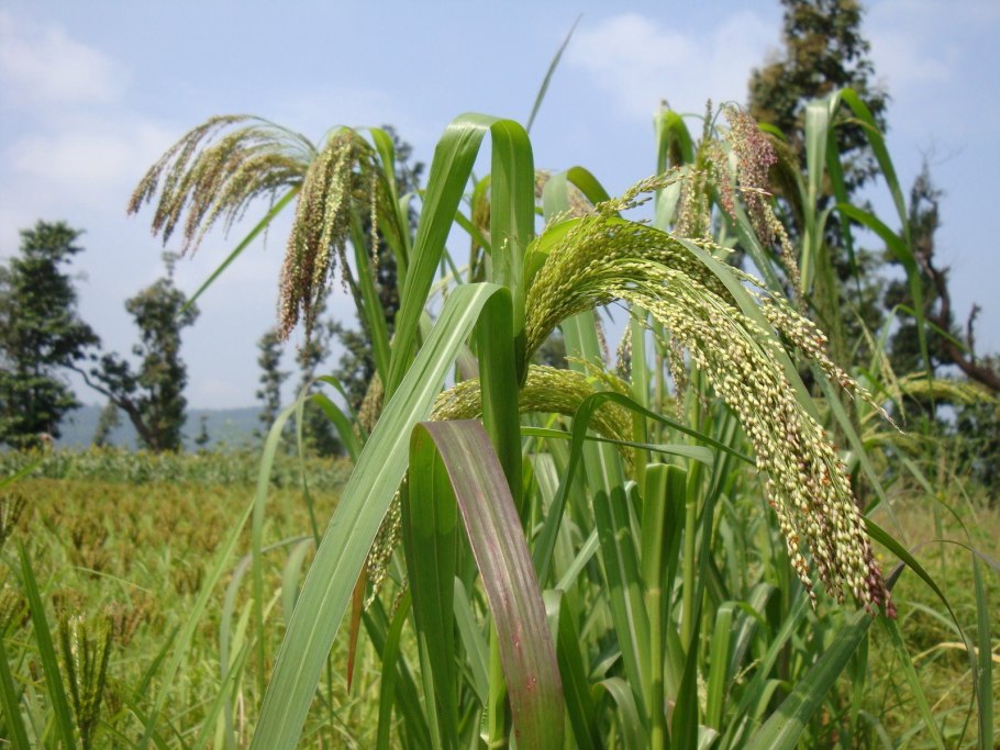 Просо прутьевидное "Cardinal" (Panicum virgatum)