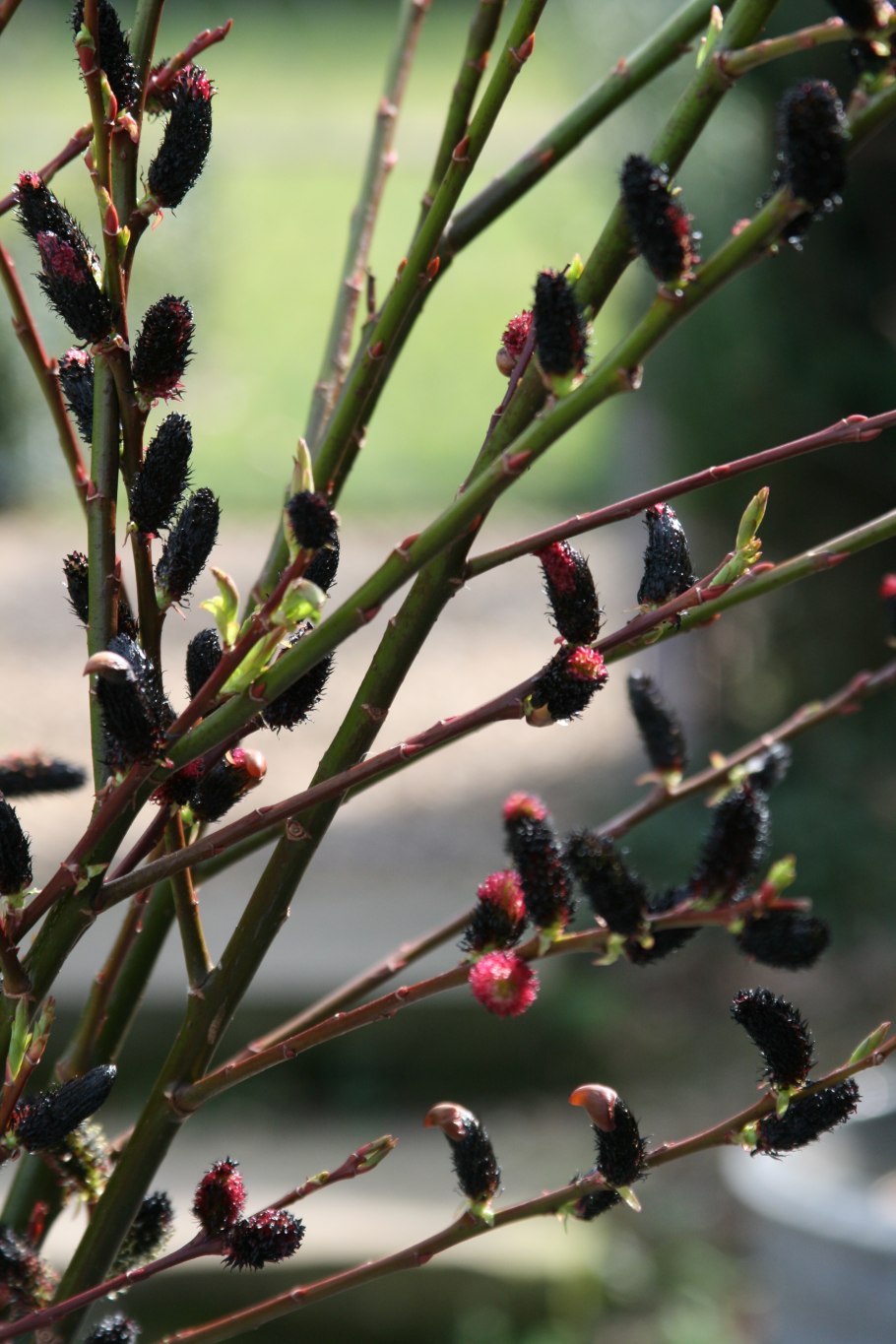 Черный тальник