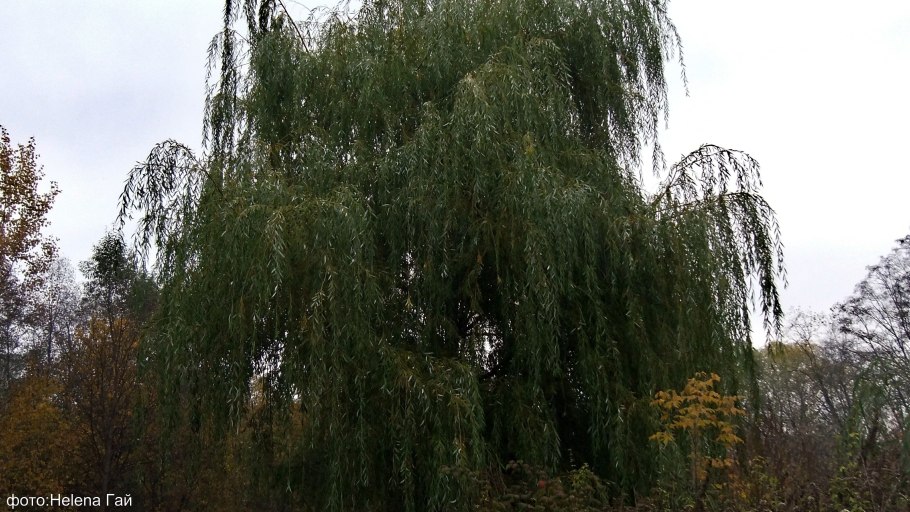 Ива Salix gracilistyla 'melanostachys'