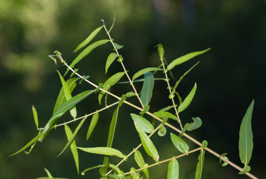 Salix nigra