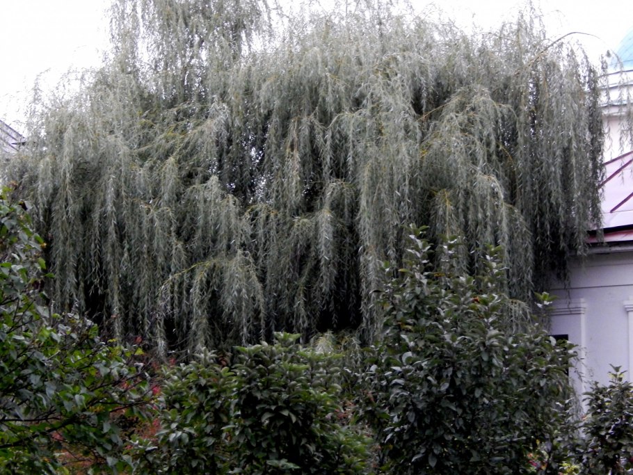 Ива тонкостолбиковая Меланостахис