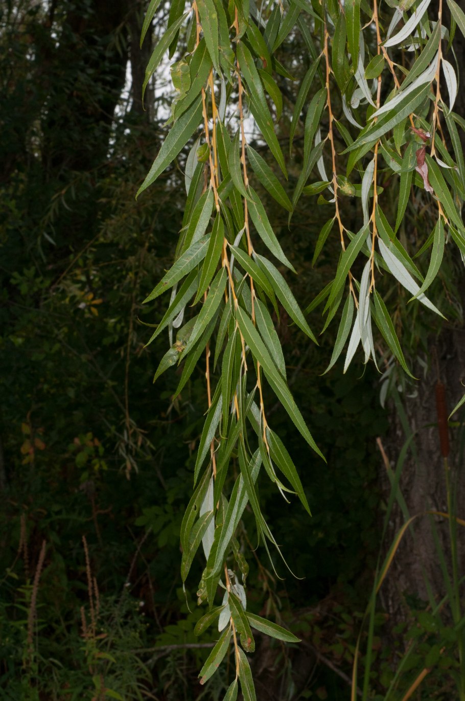 Ива черниковидная