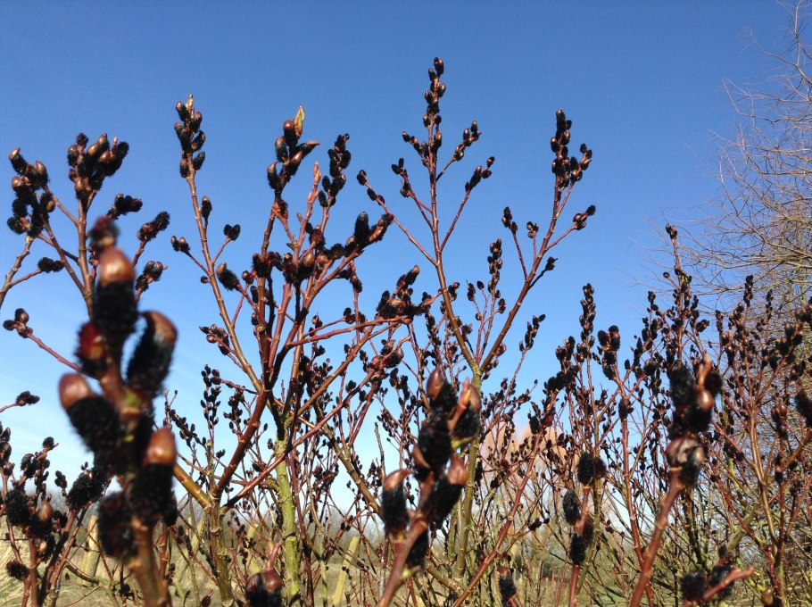 Ива тонкостолбиковая "черная Верба"