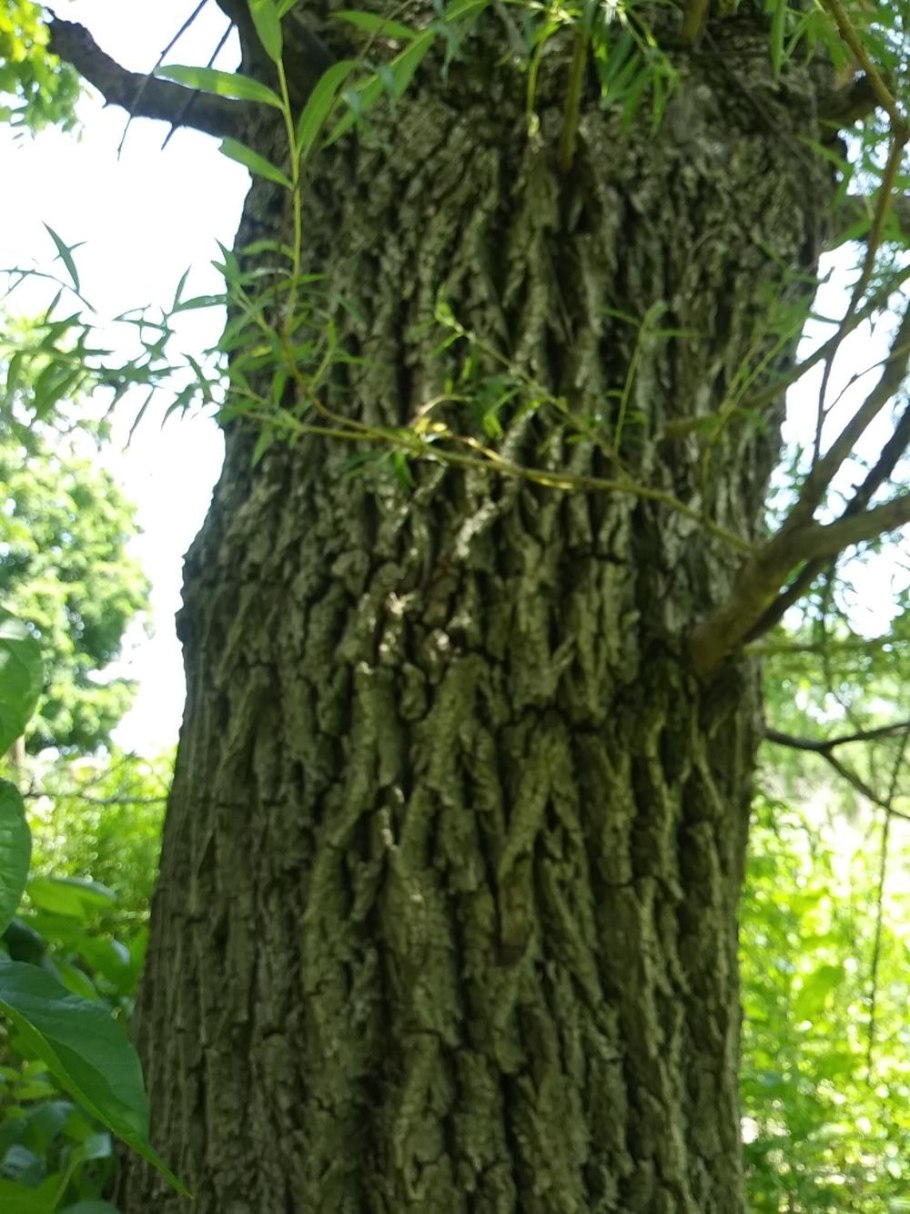 Ива с темной текстурой