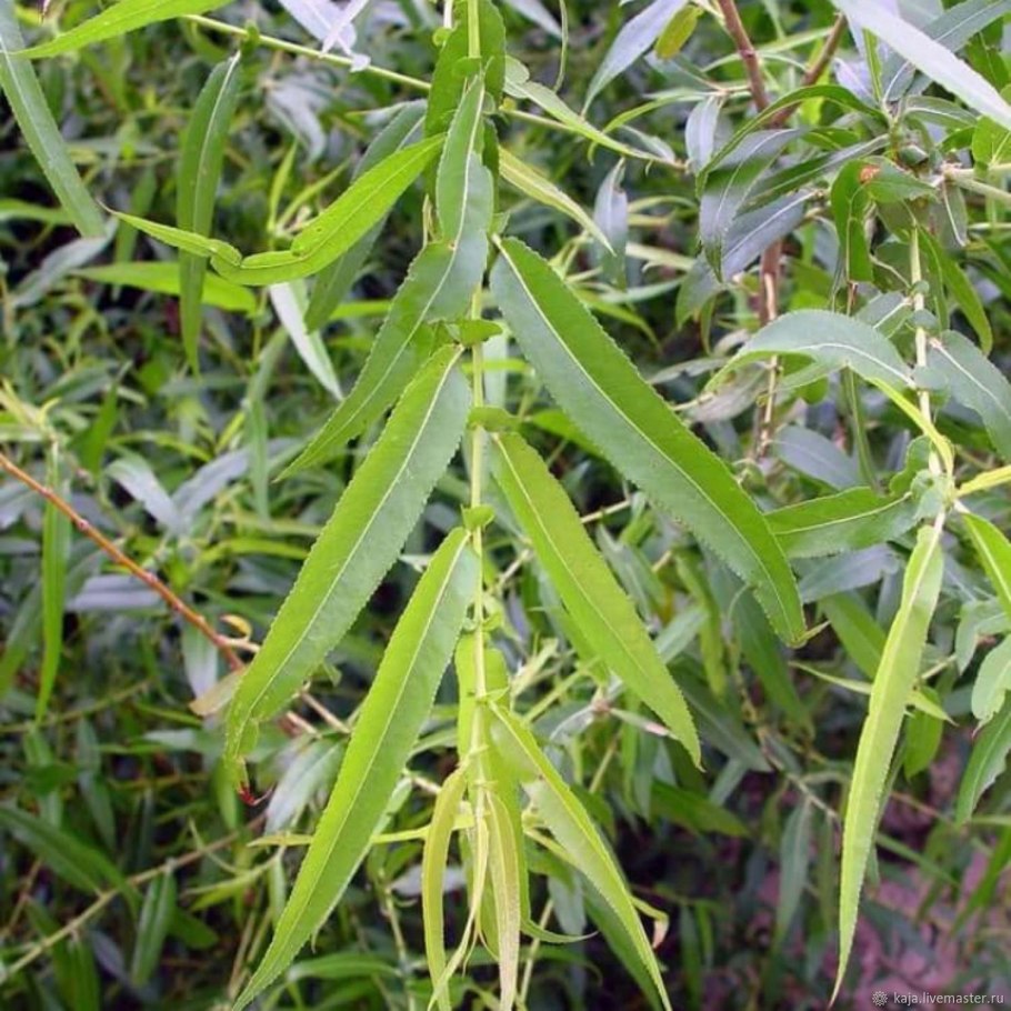 Salix nigra