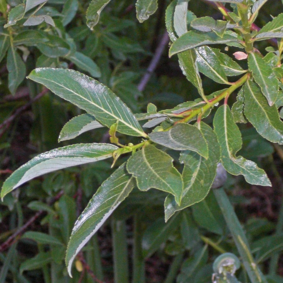 Ива белая (Salix Alba)