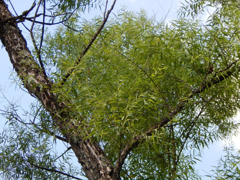 Черный тальник