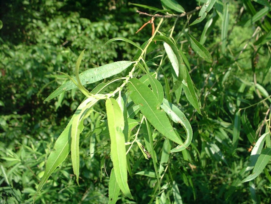 Ива диаметр кроны