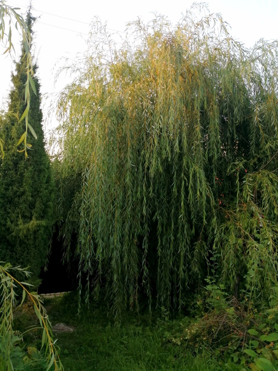 Ива остролистная листья