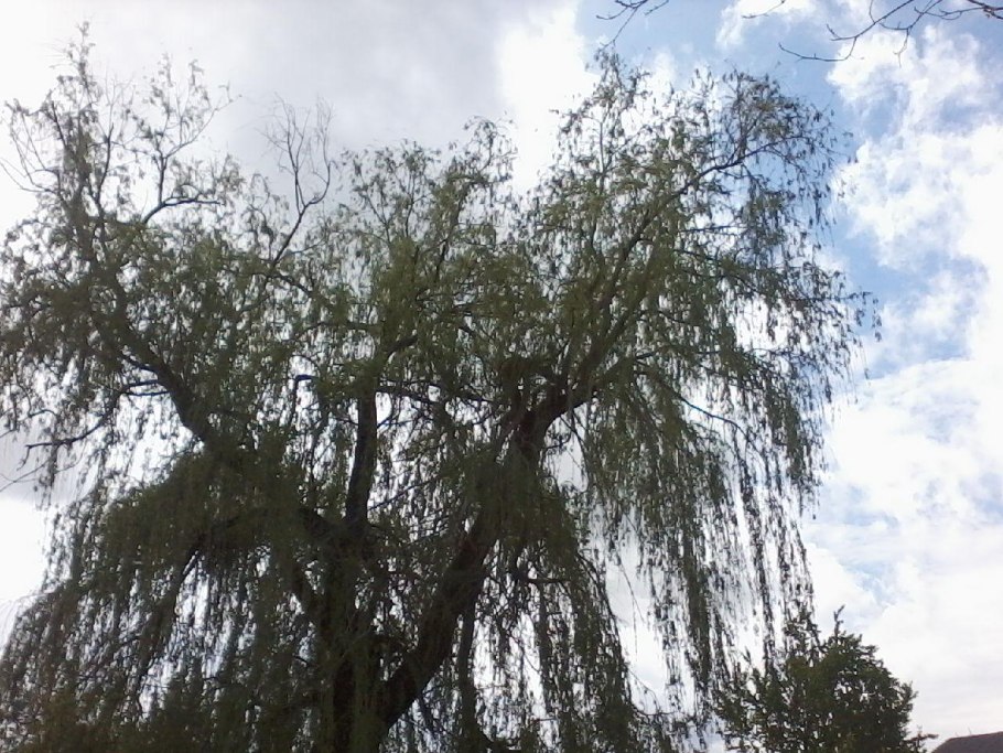 Ива плакучая черная