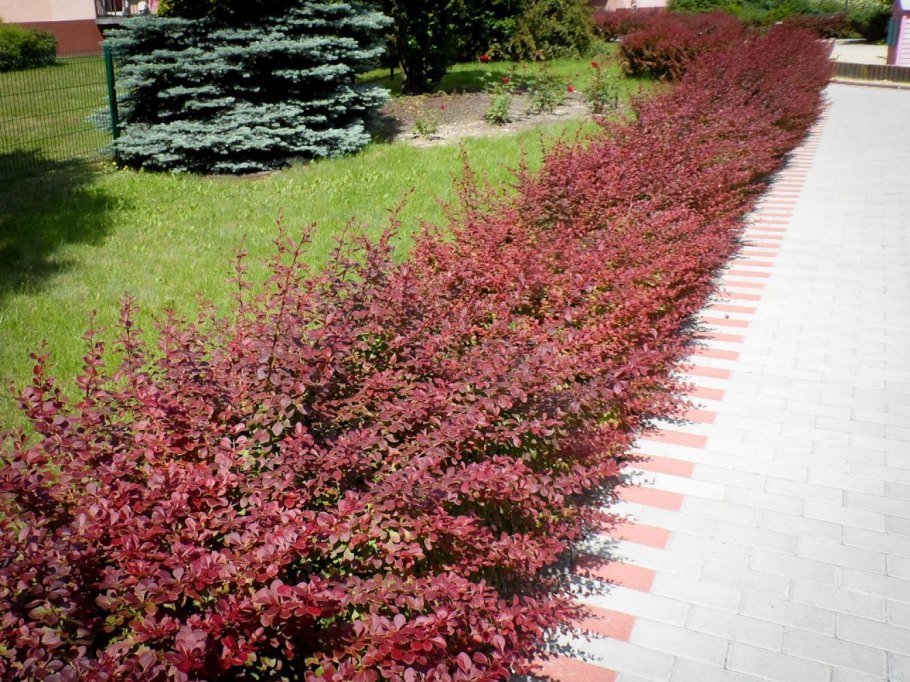 Барбарис оттавский Суперба изгородь