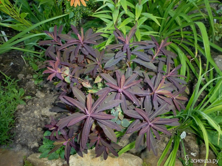 Молочай многоцветковый хамелеон