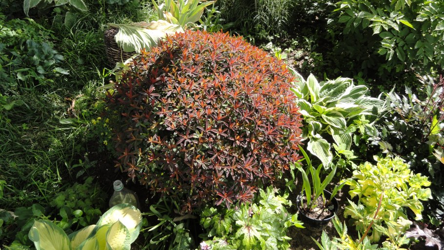 Молочай сладкий краснолистный хамелеон