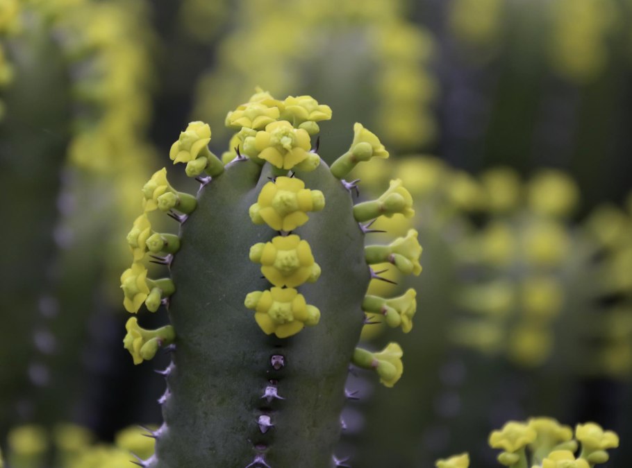 Молочай остролистный