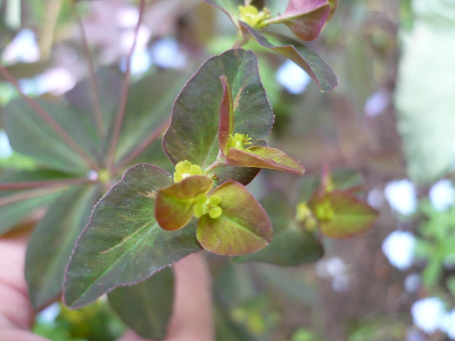 Молочай миля - Терновый венец.