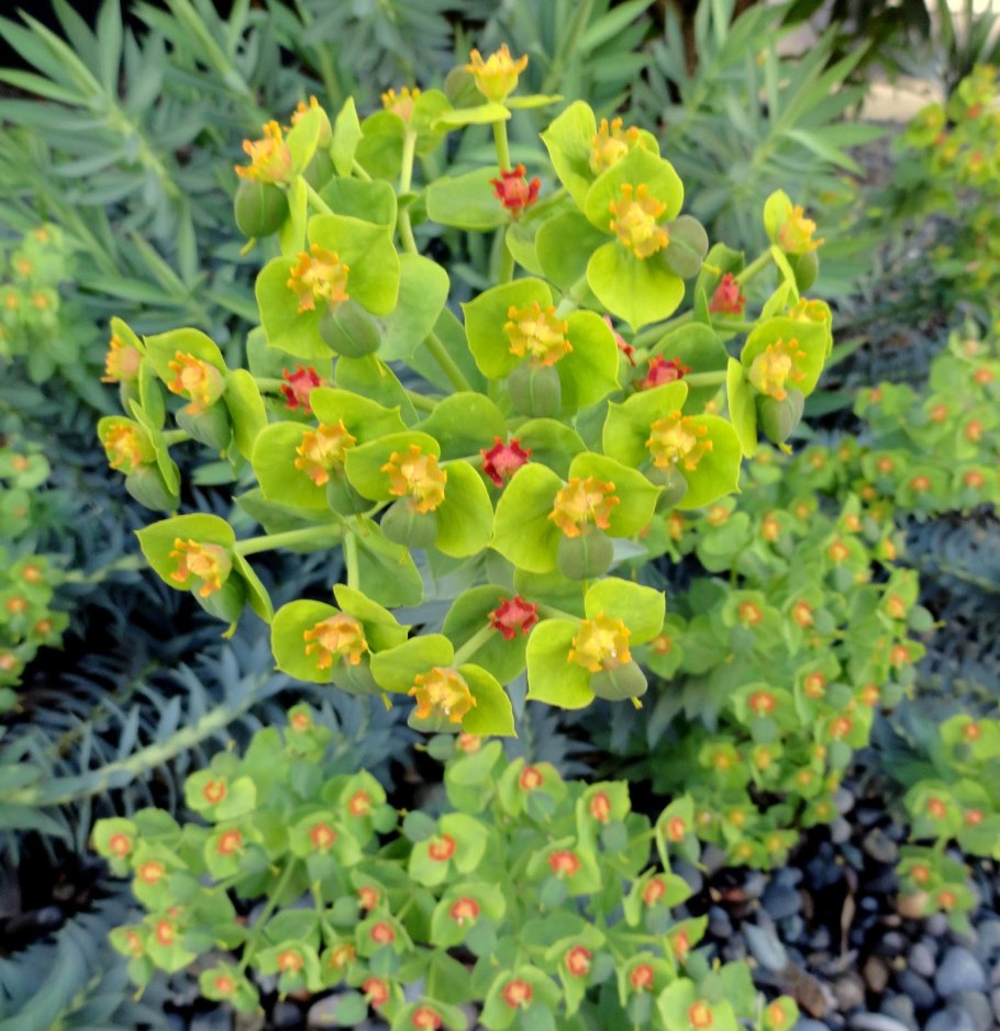 Amandelwolfsmelk Euphorbia молочай