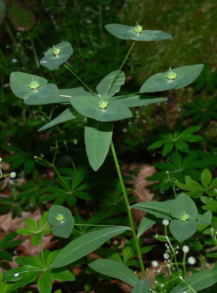 Euphorbia Pentagona