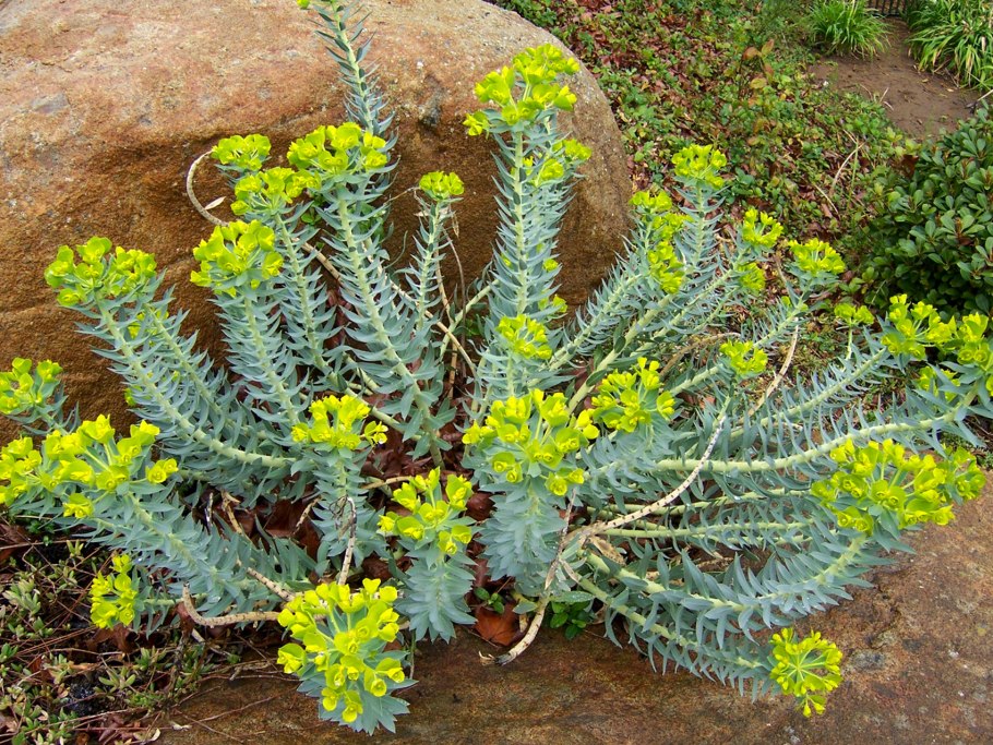 Молочай харациас wulfenii