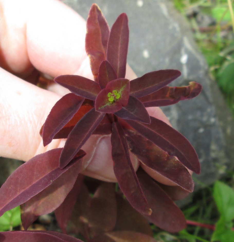 Euphorbia Dulcis 'Chameleon'