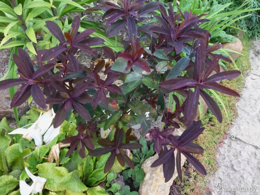 Молочай краснолистный