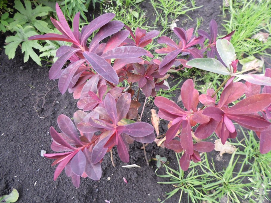 Молочай myrsinites