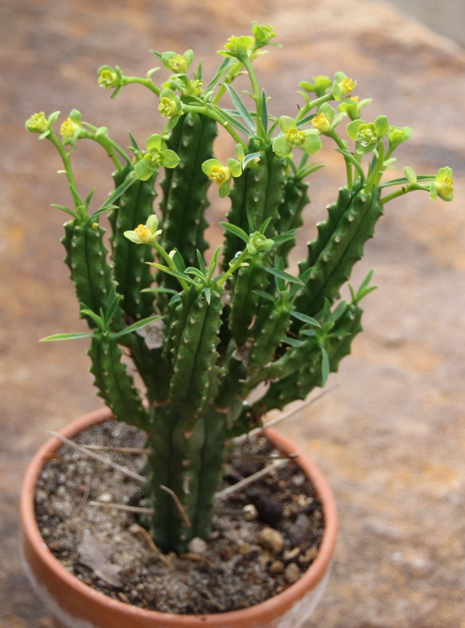 Euphorbia zoutpansbergensis (молочай, эуфорбия)