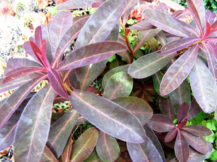 Молочай краснолистный