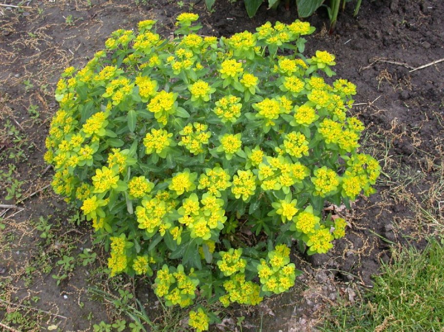 Молочай мавританский