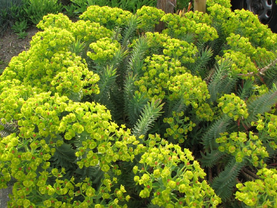 Молочай сегиеров (Euphorbia seguieriana)