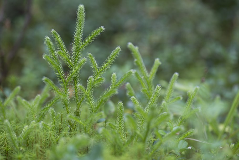 Плаун годичный (Lycopodium annotinum)