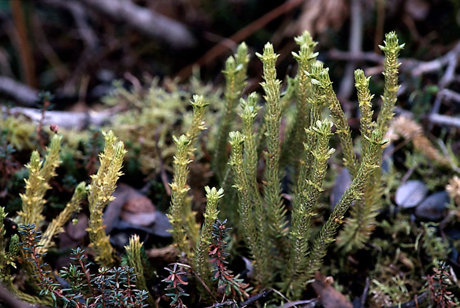 Плаун годичный( Lycopodium annotinum l.)