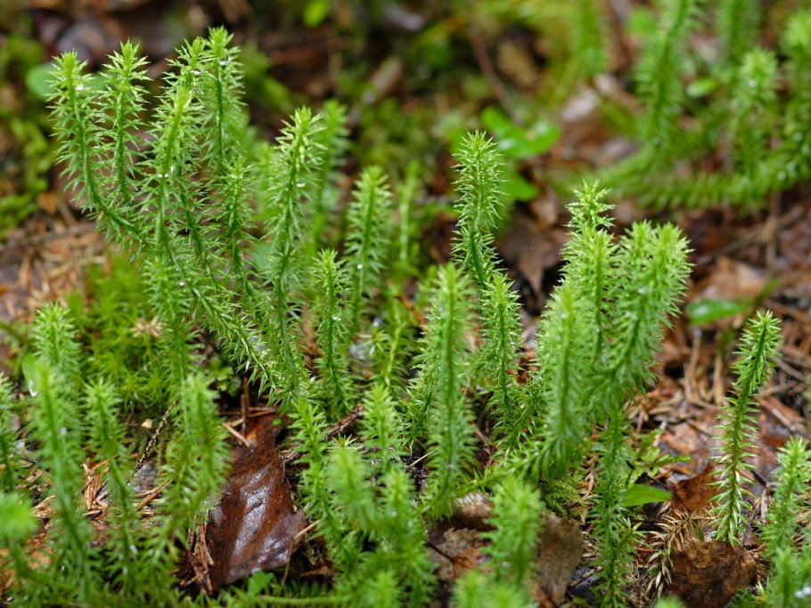 Плаун булавовидный (Lycopodium clavatum)