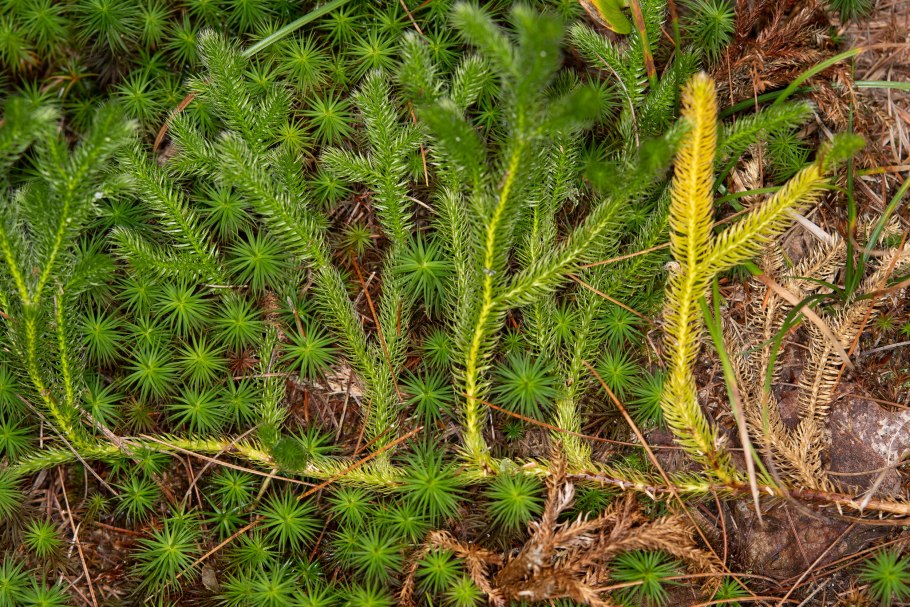 Плаун булавовидный