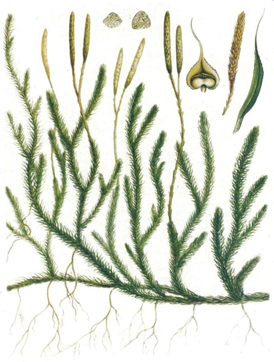Плаун (Lycopodium)