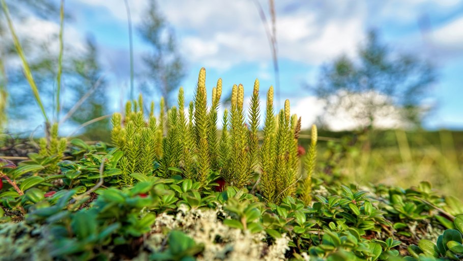 Плаун тусклый