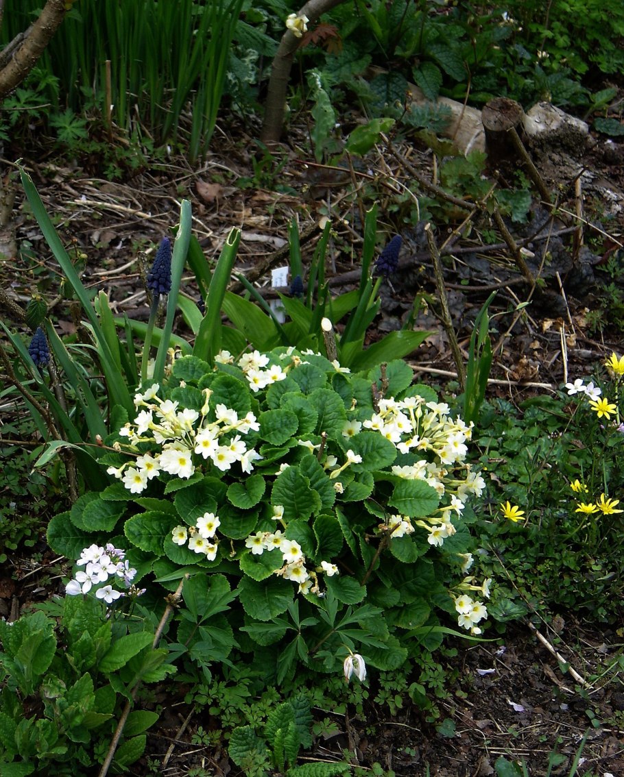 Бельвалия Сарматская