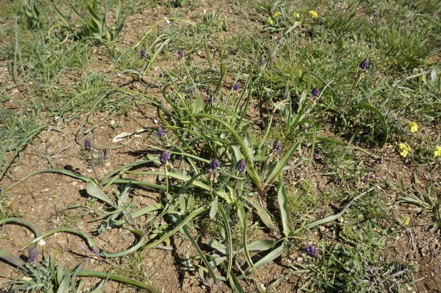 Бельвалия Липского (Bellevalia lipskyi)