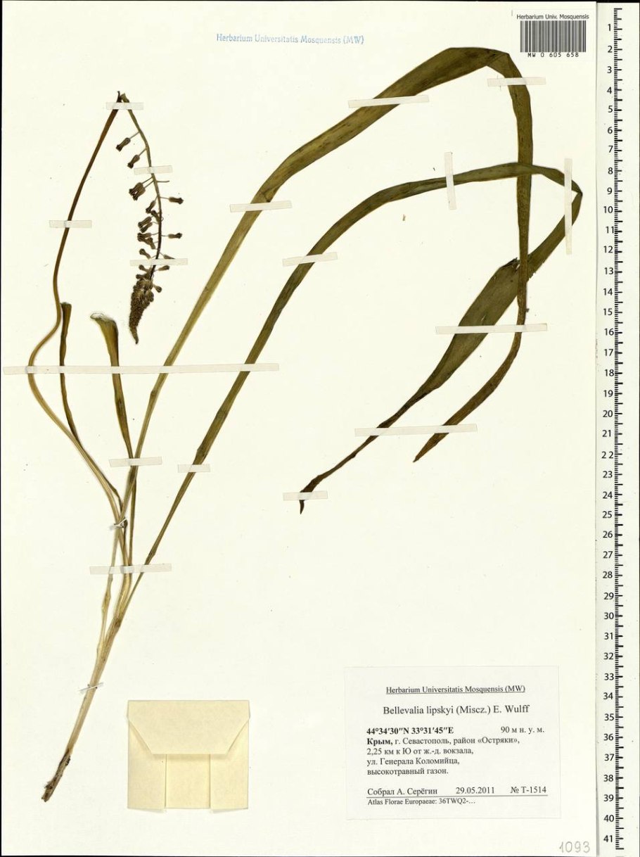 Бельвалия странная